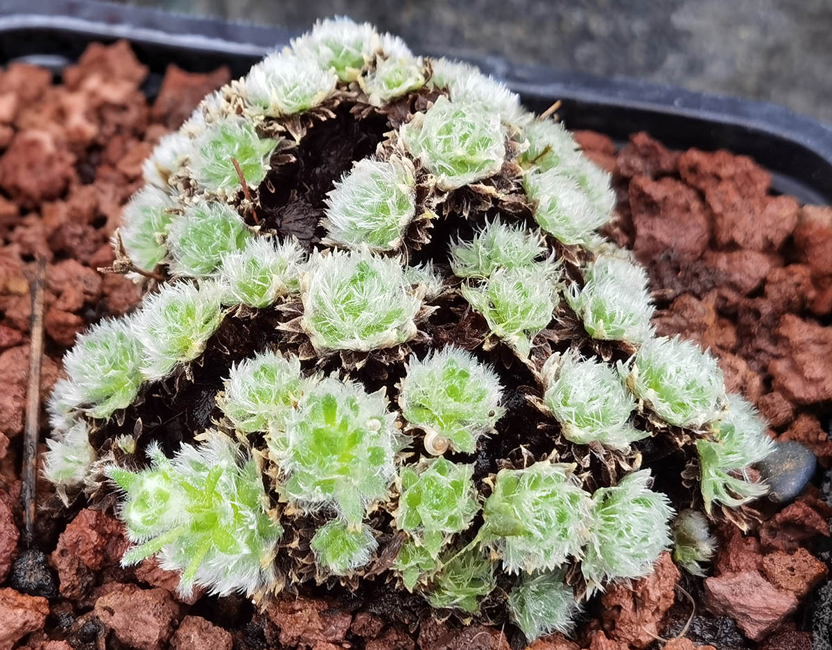 Androsace jacquemontii var. robusta